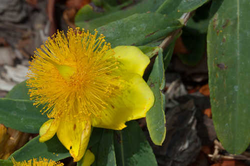 Hypericum frondosum #5